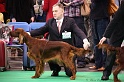 Crufts2011 264